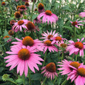 Echinacea purp Prairie Splendor-rose pink #1