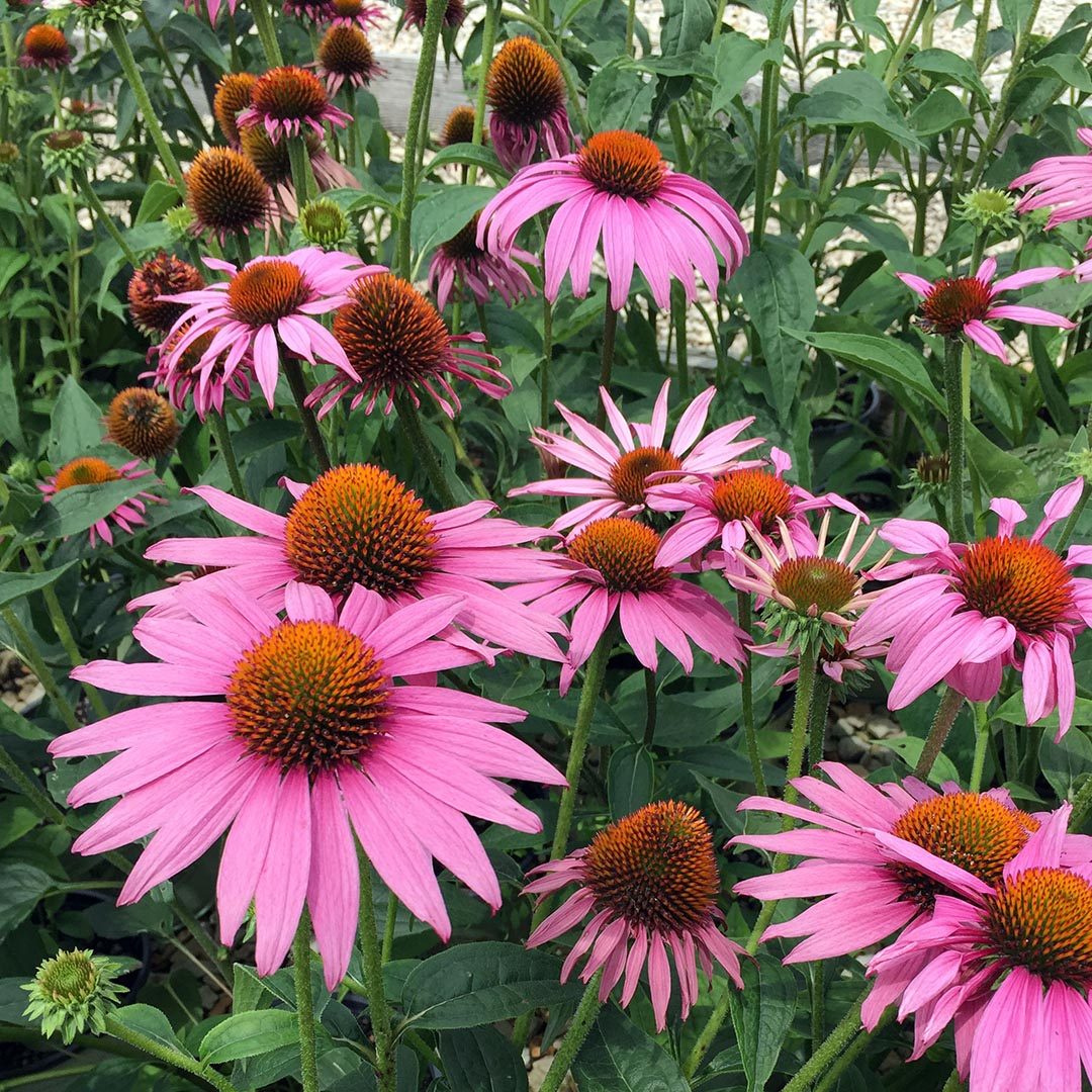 Echinacea purp Prairie Splendor-rose pink #1