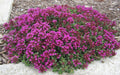 Thyme, Red Creeping, Coccineus