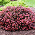 Crimson Pygmy Barberry #2