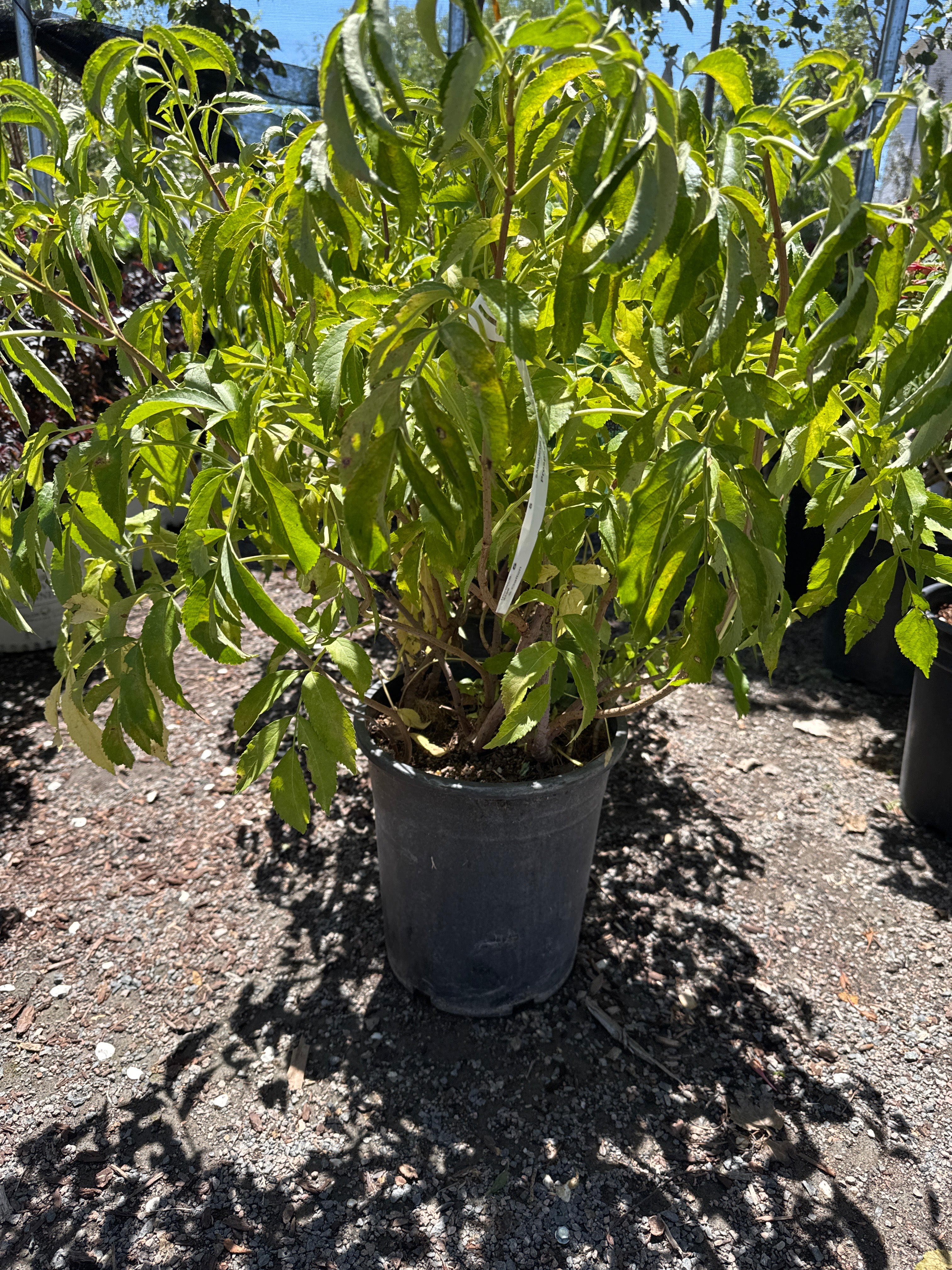 Adams Elderberry (Sambucus canadensis 'Adams') #5
