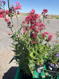 Jupiters beard red valerian #1