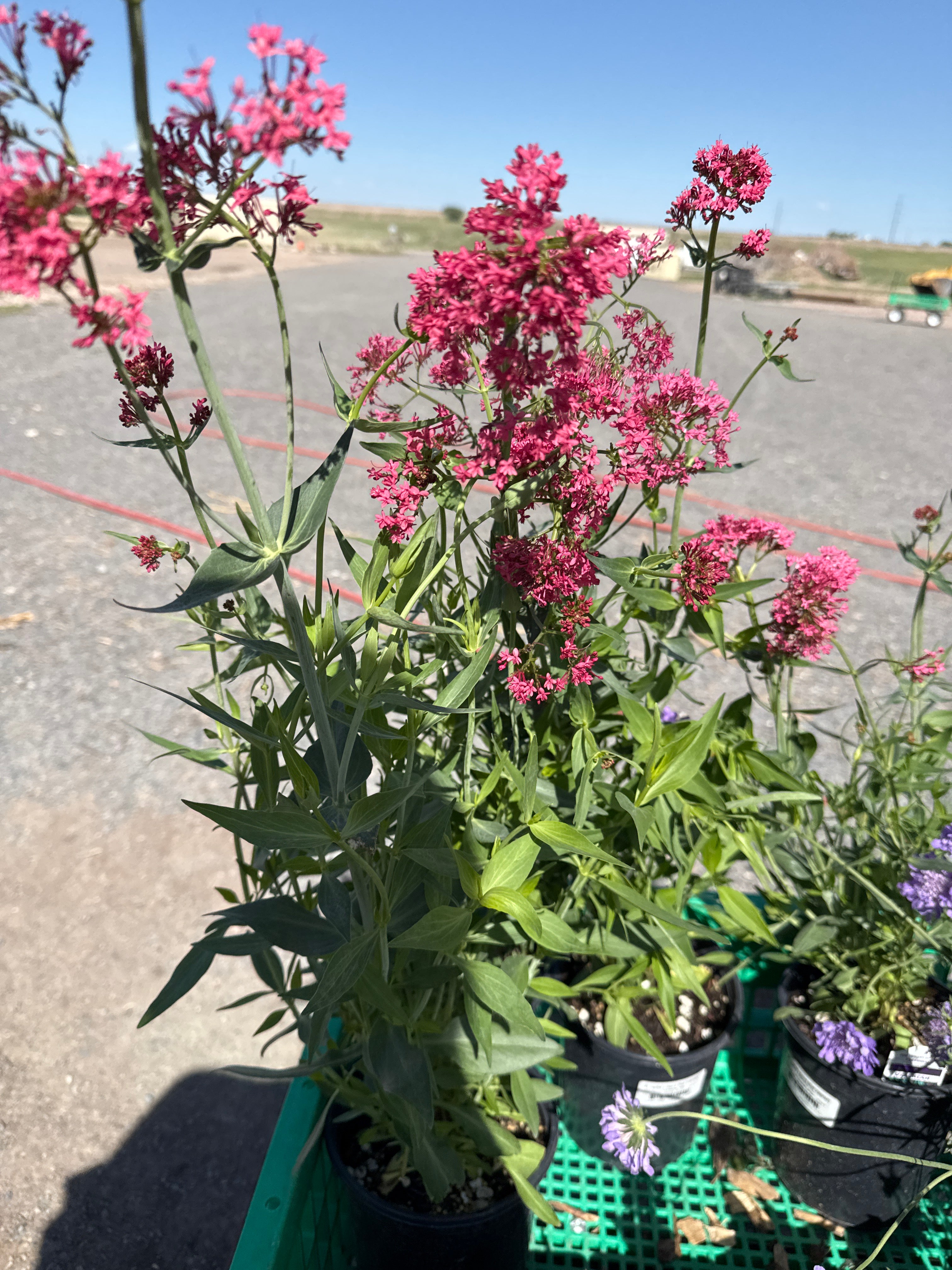Jupiters beard red valerian #1