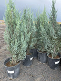 Juniper, Moonglow #5