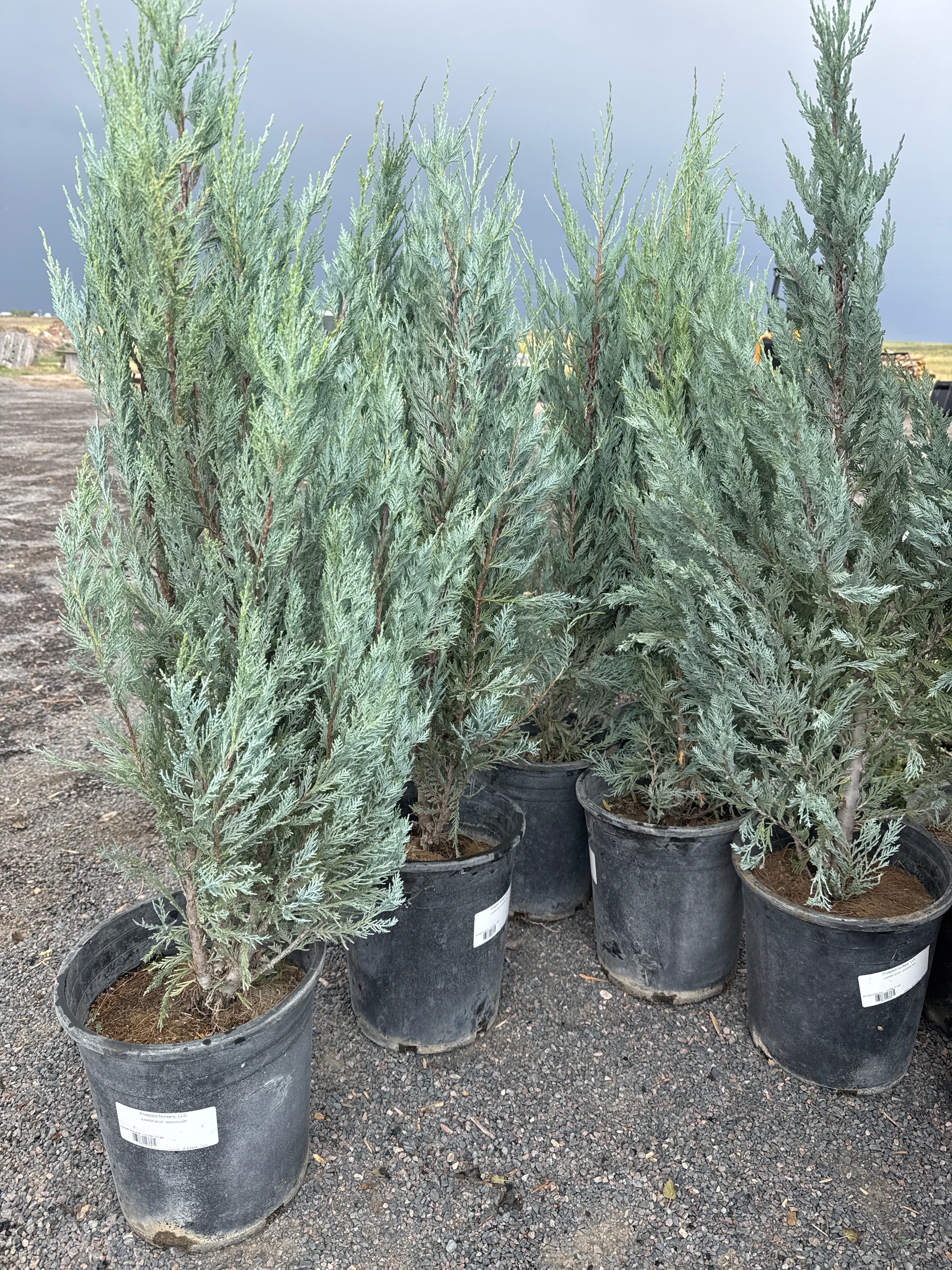 Juniper, Moonglow #5