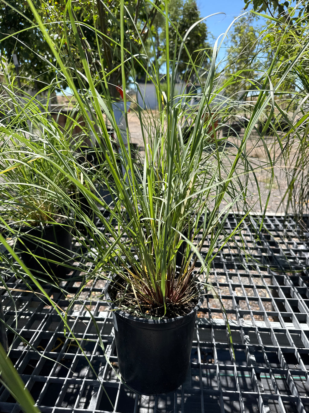 Grass, Giant Sacaton #1