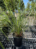 Grass, Giant Sacation #1