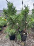 Ponderosa Pine, Sester Select #5 18"-24"