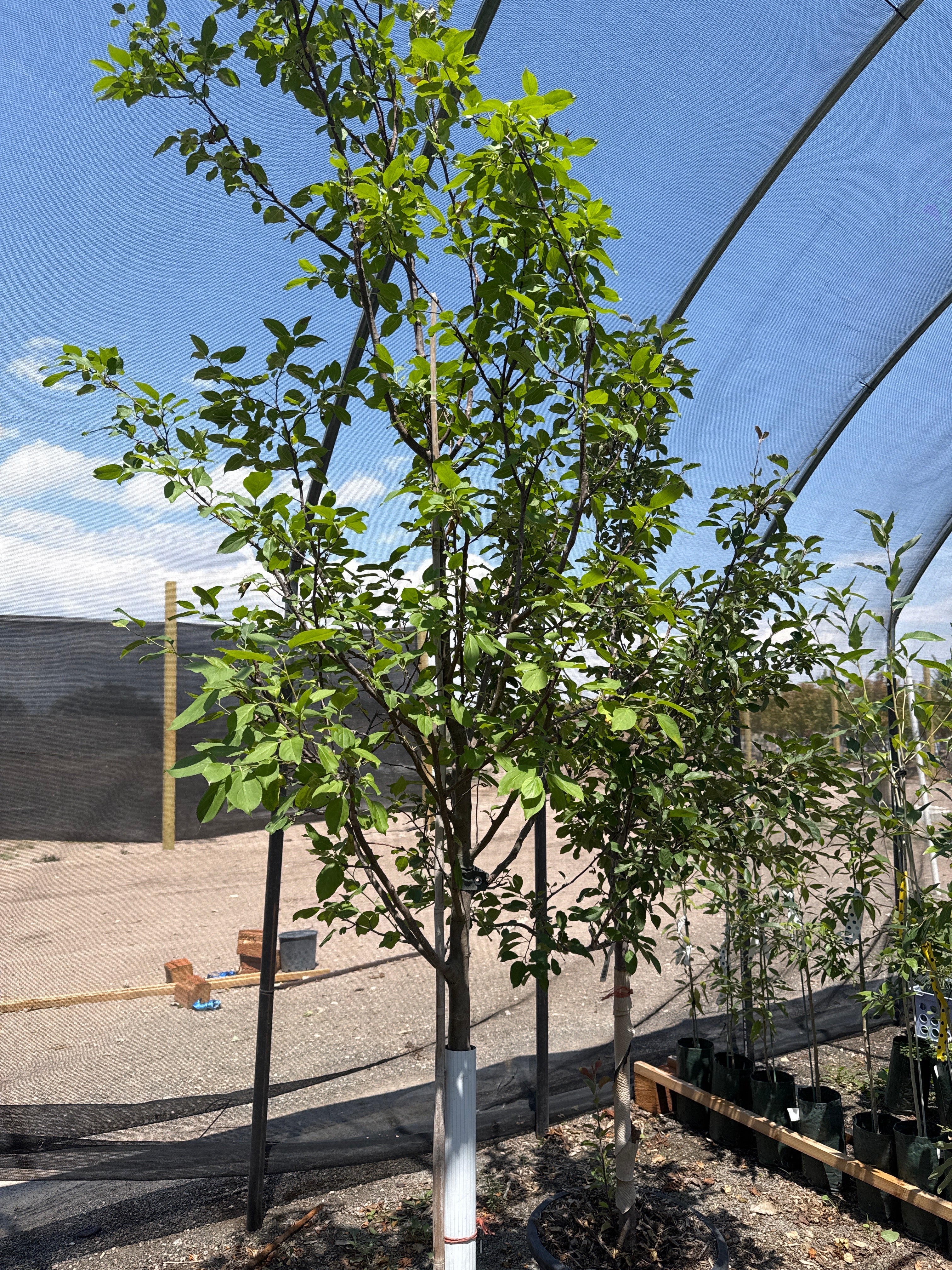 Snowdrift Crabapple