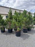 Austrian Pines #20
