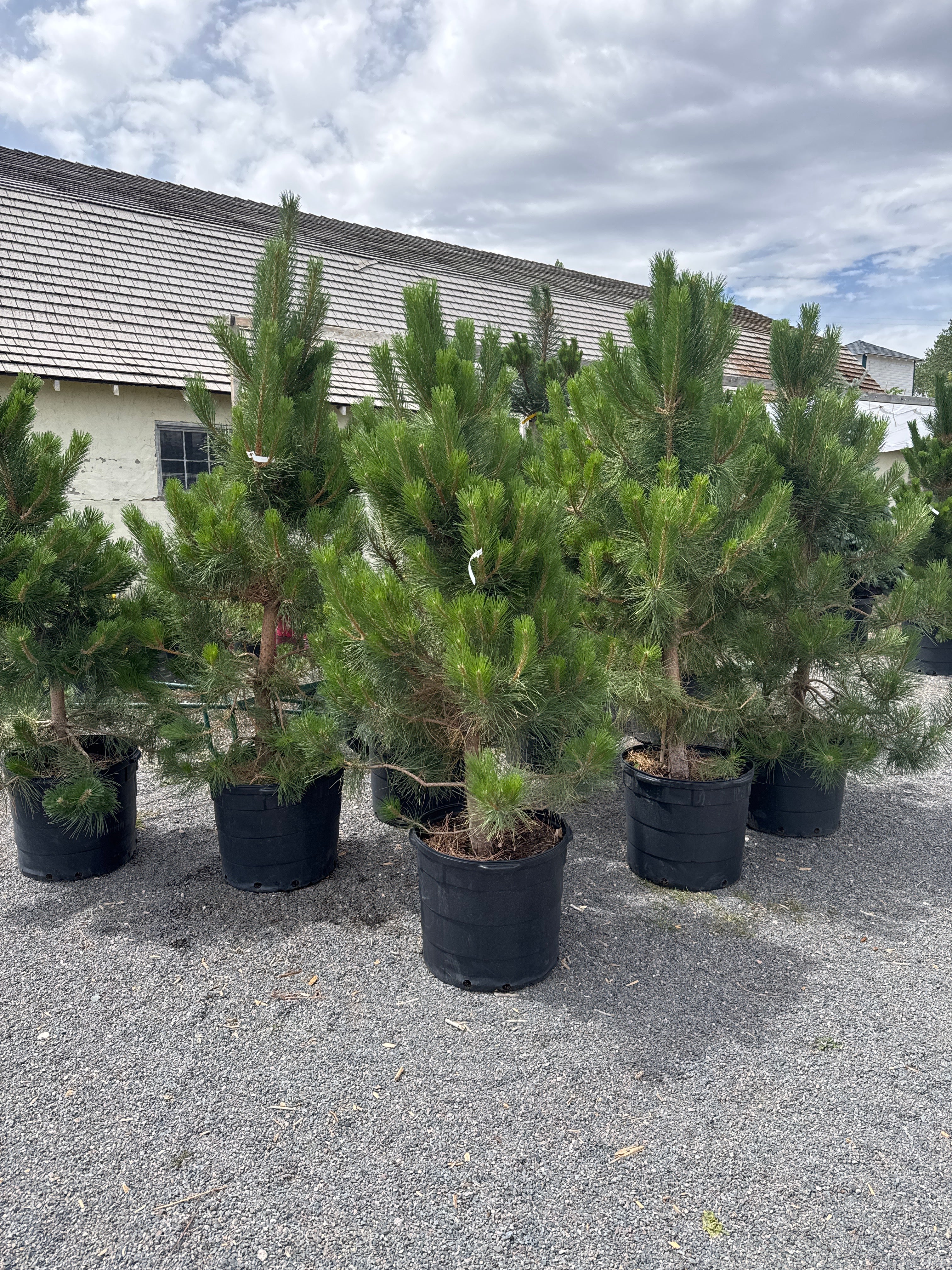 Austrian Pines #20