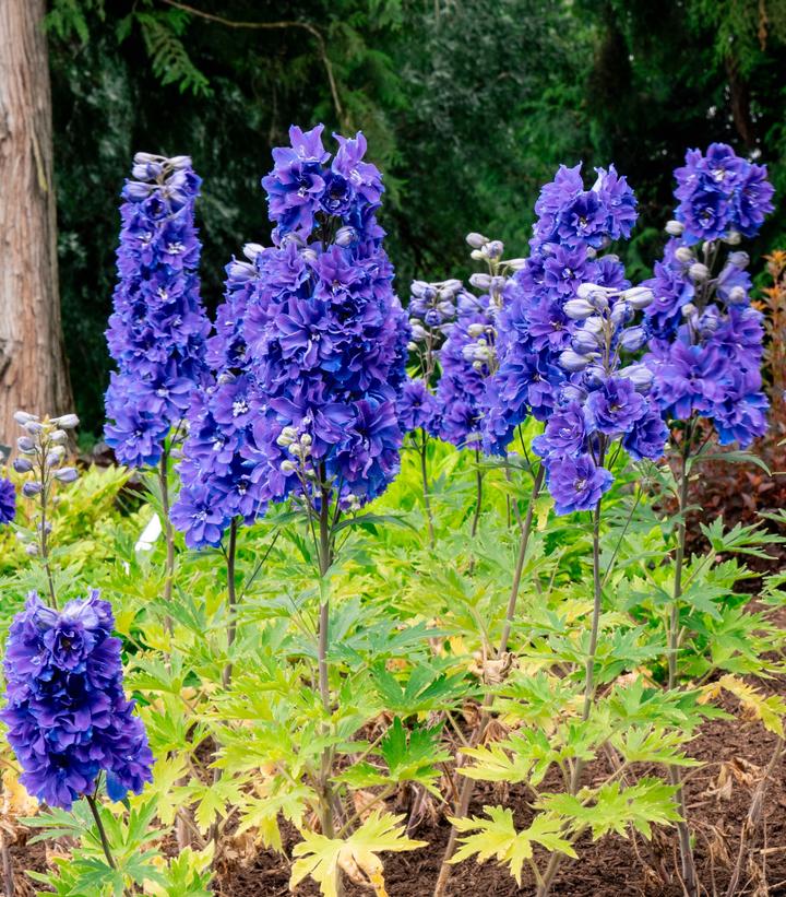 Delphinium, Laser Beam
