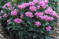 Beebalm, Petite Delight Monarda