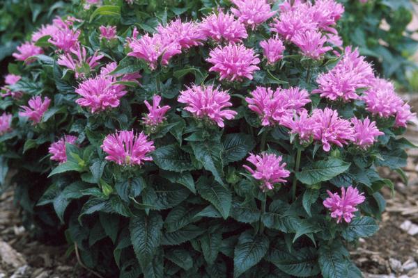 Beebalm, Petite Delight Monarda