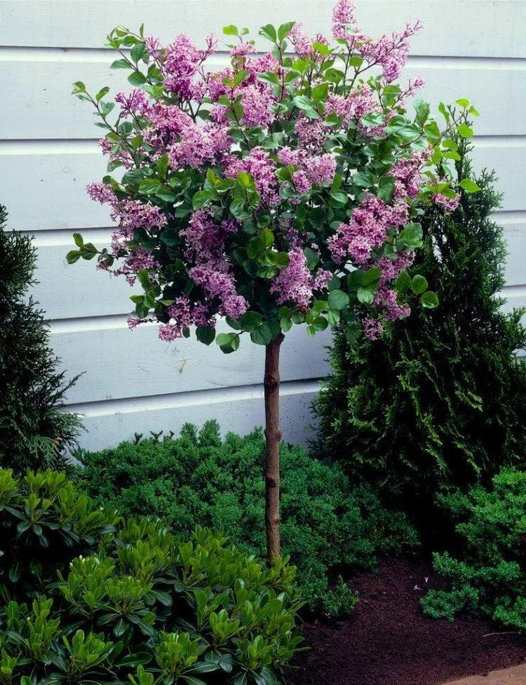 Dwarf Korean lilac tree #7