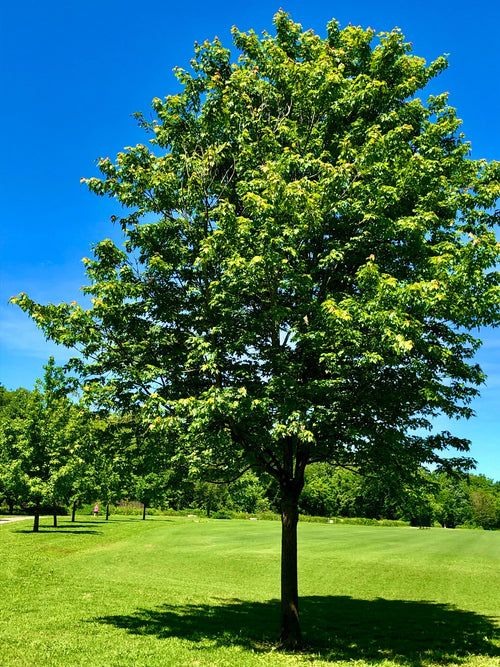Autumn blaze maple #10