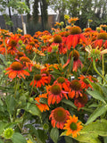 Coneflower, Sombrero Adobe Orange