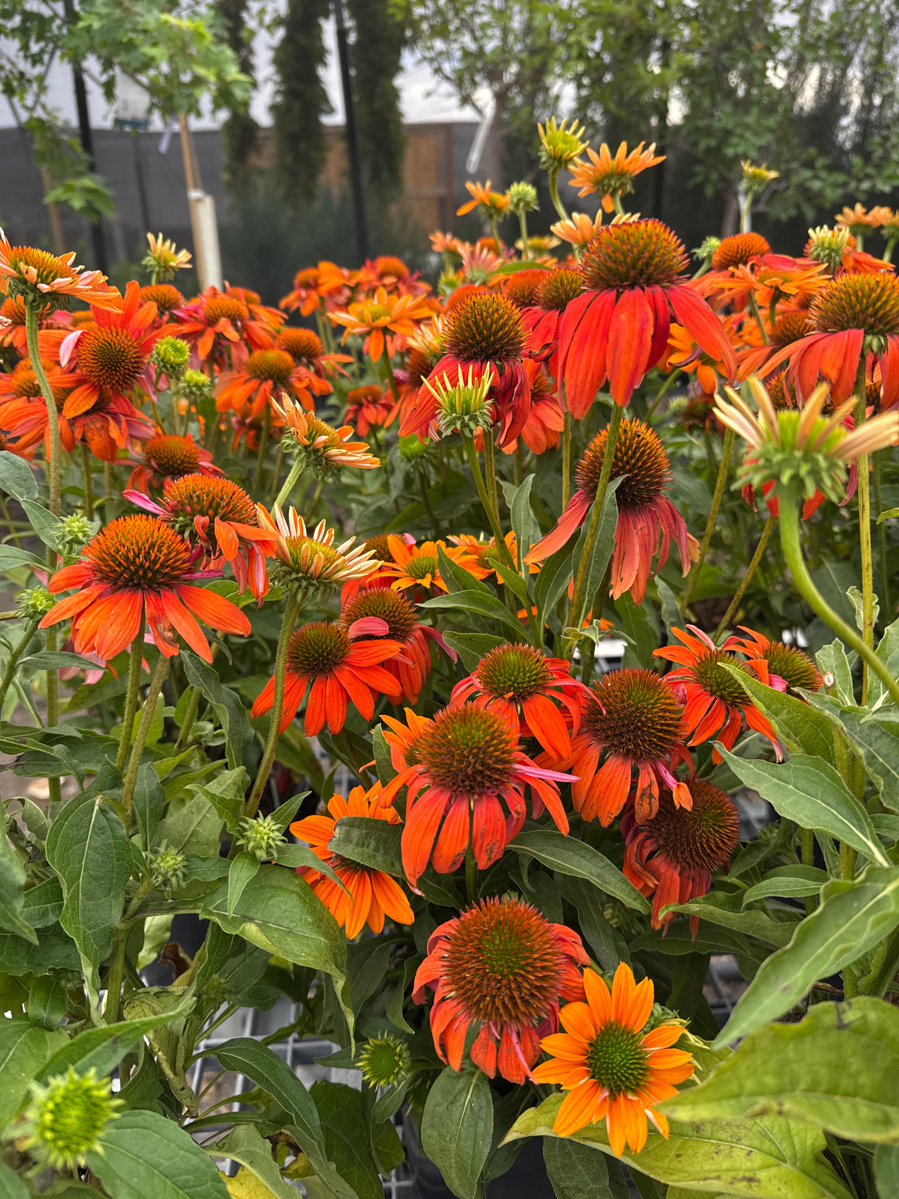 Coneflower, Sombrero Adobe Orange