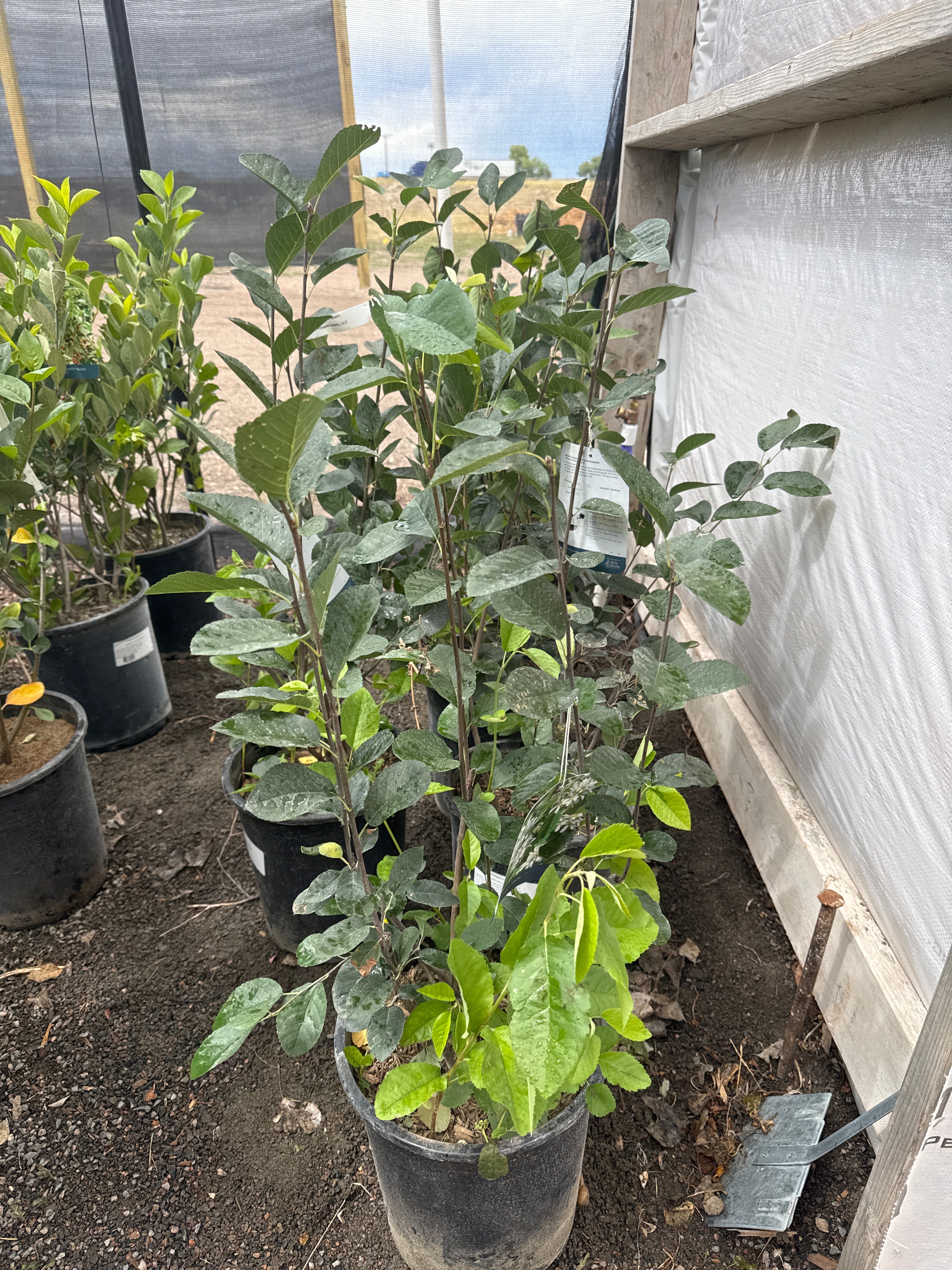 Serviceberry, Regent  #5