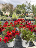 Coneflower, Salsa Red