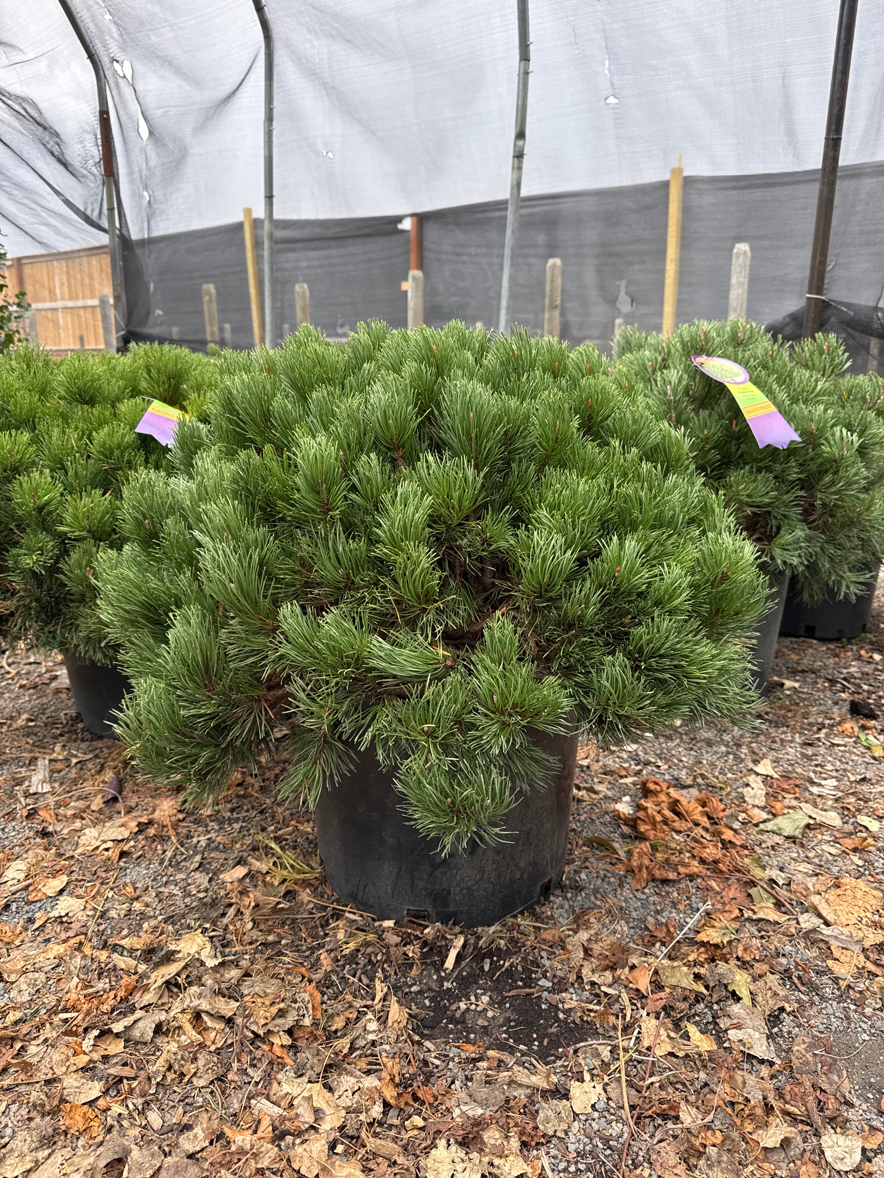 Mugho Pine, Pumilio #5 30"