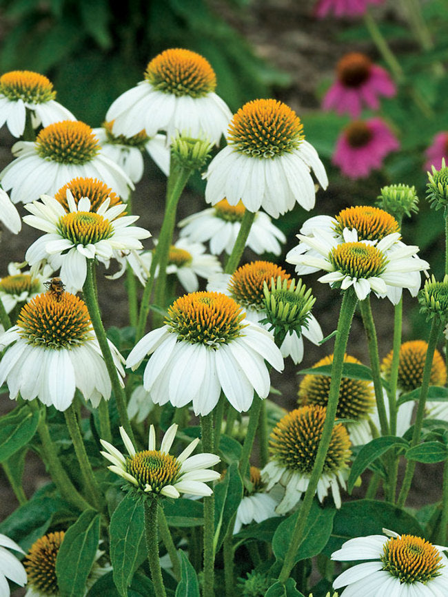 Coneflower, Pow Wow White, #1