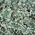 Euonymus, emerald gaiety #5