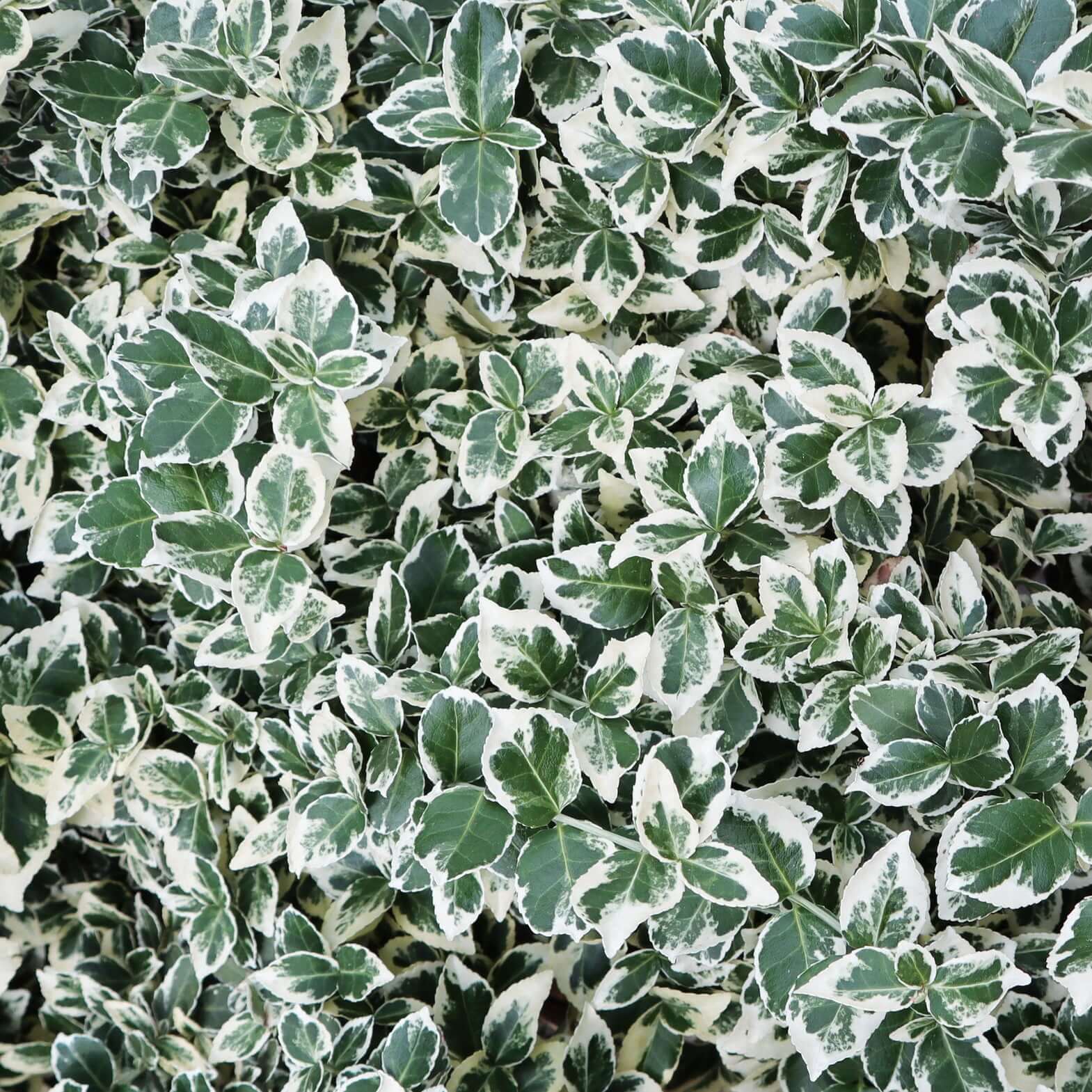 Euonymus, emerald gaiety #5