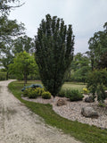 Emerald Spire® Crabapple (Malus x adstringens 'Jefgreen')