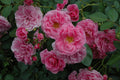 Rose, Felix Le Clerc