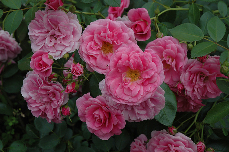 Rose, Felix Le Clerc