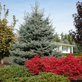 Colorado Spruce - Fat Albert