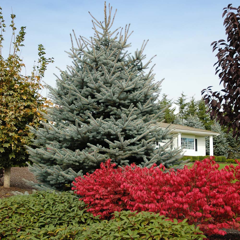Colorado Spruce - Fat Albert