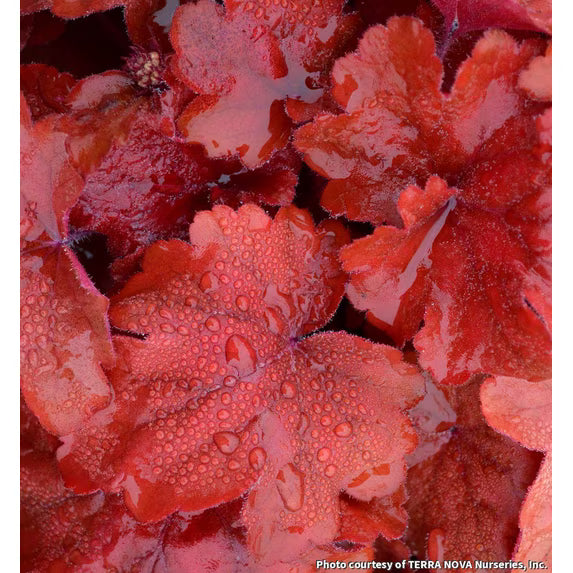 Coral Bells, Fire Alarm #1