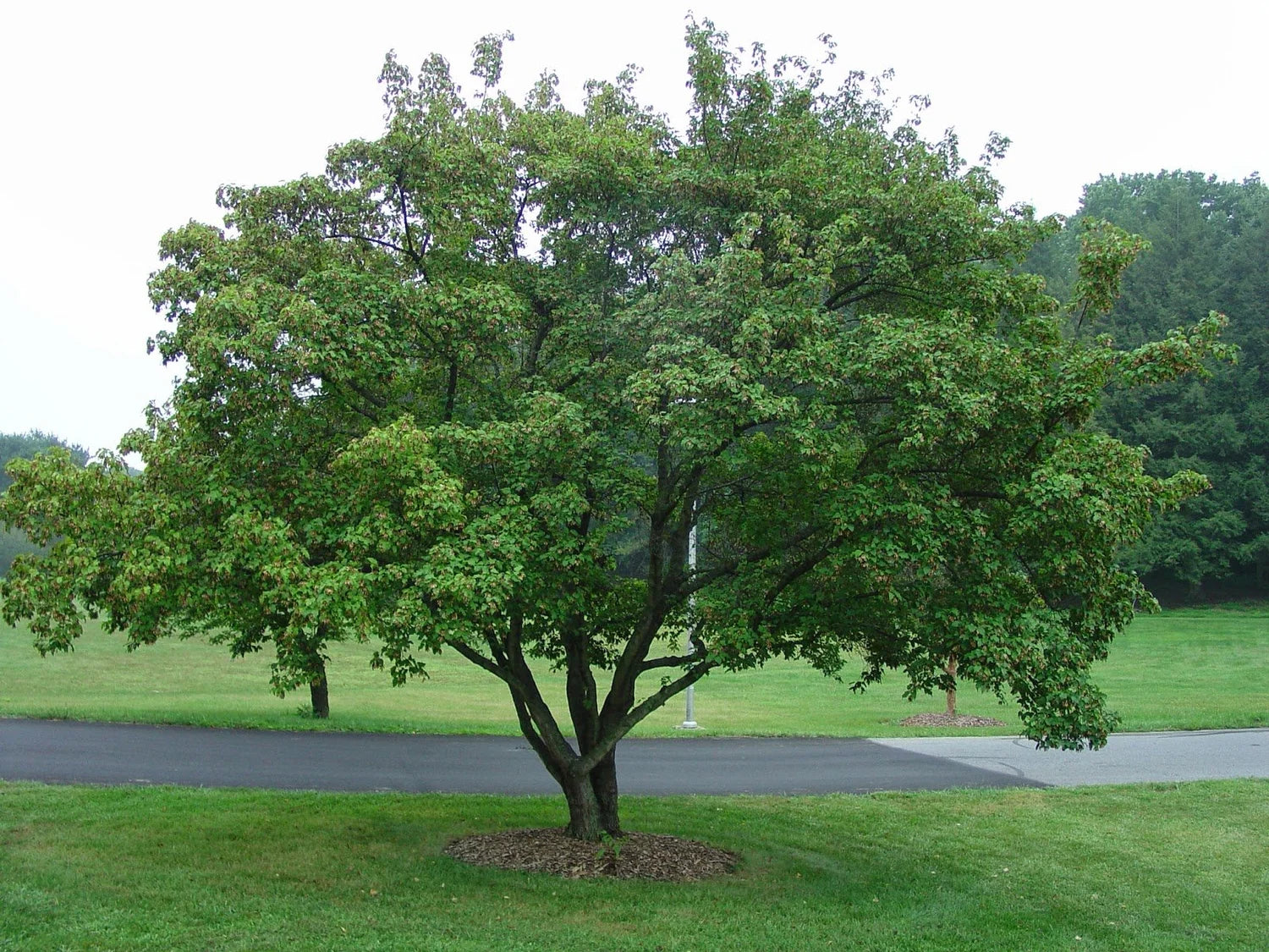 Amur flame maple tree