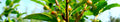 Columnar Glossy Buckthorn #5 Shrub