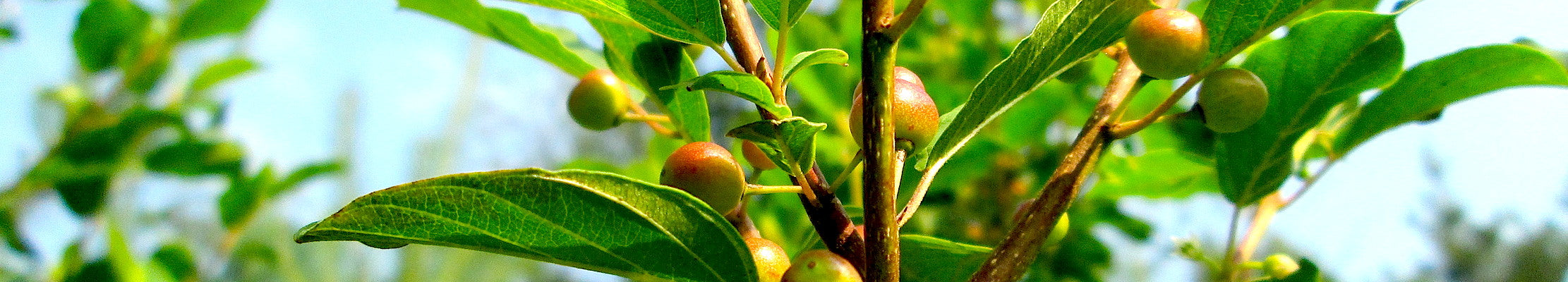 Columnar Glossy Buckthorn #5 Shrub