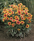 Blanket Flower Gaillardia Goblin #1 gal