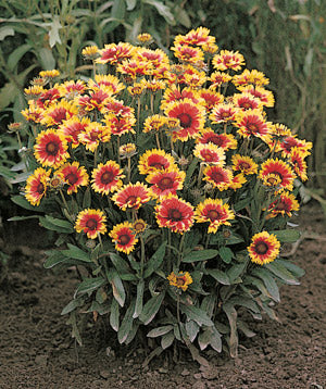 Blanket Flower Gaillardia Goblin #1 gal