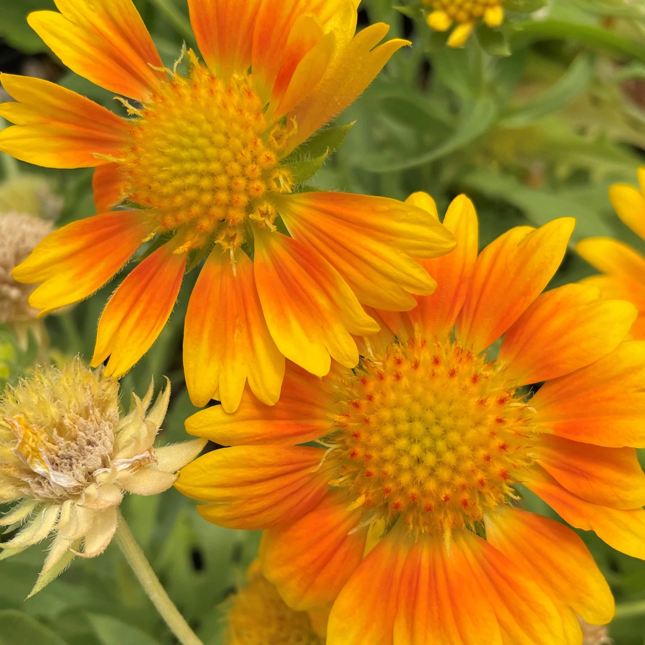 Blanket Flower Gaillardia Mesa Peach