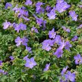 Geranium, Johnston Blue #1