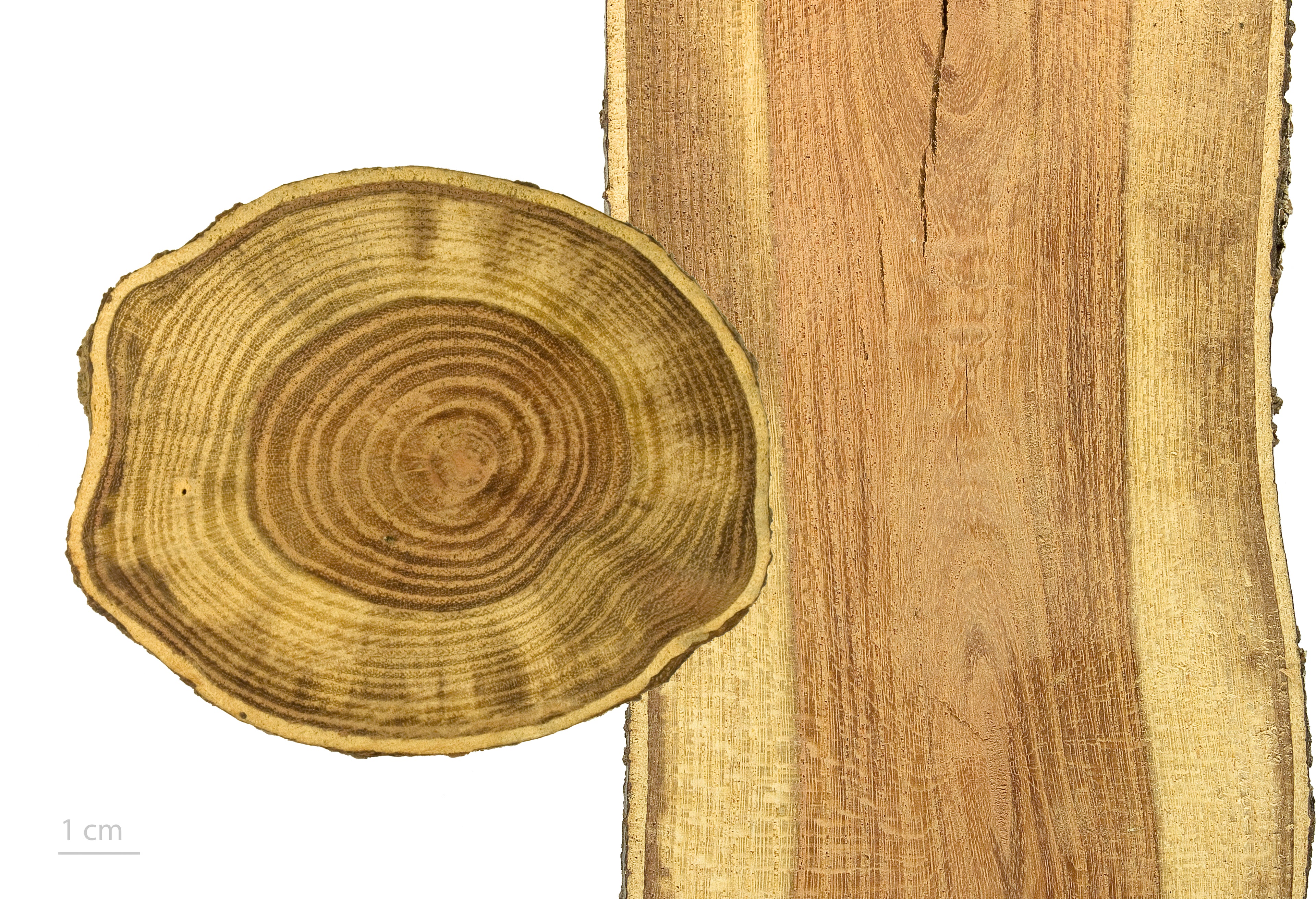 Skyline® Honeylocust #10 1¼"