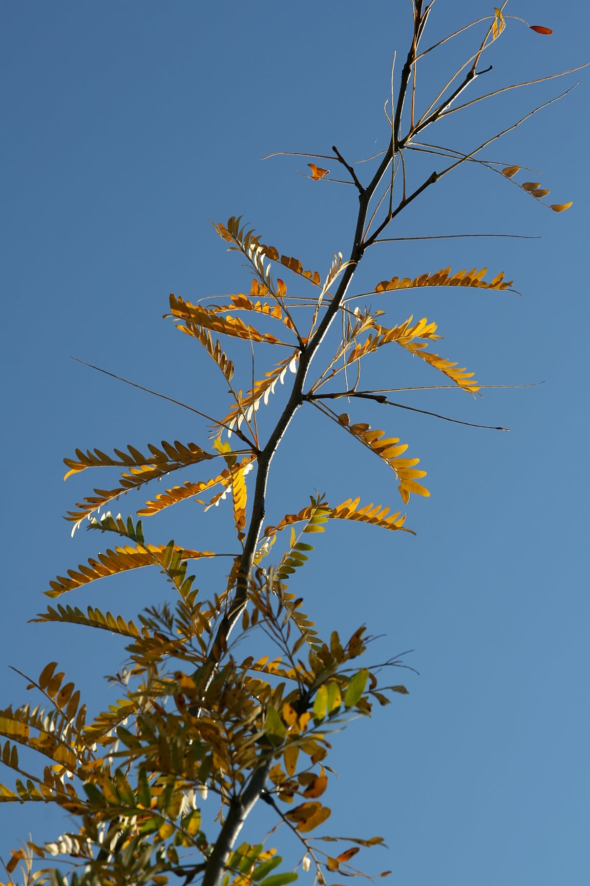 Northern Acclaim® Honeylocust #10 1¼"