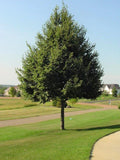 Greenspire Linden #25