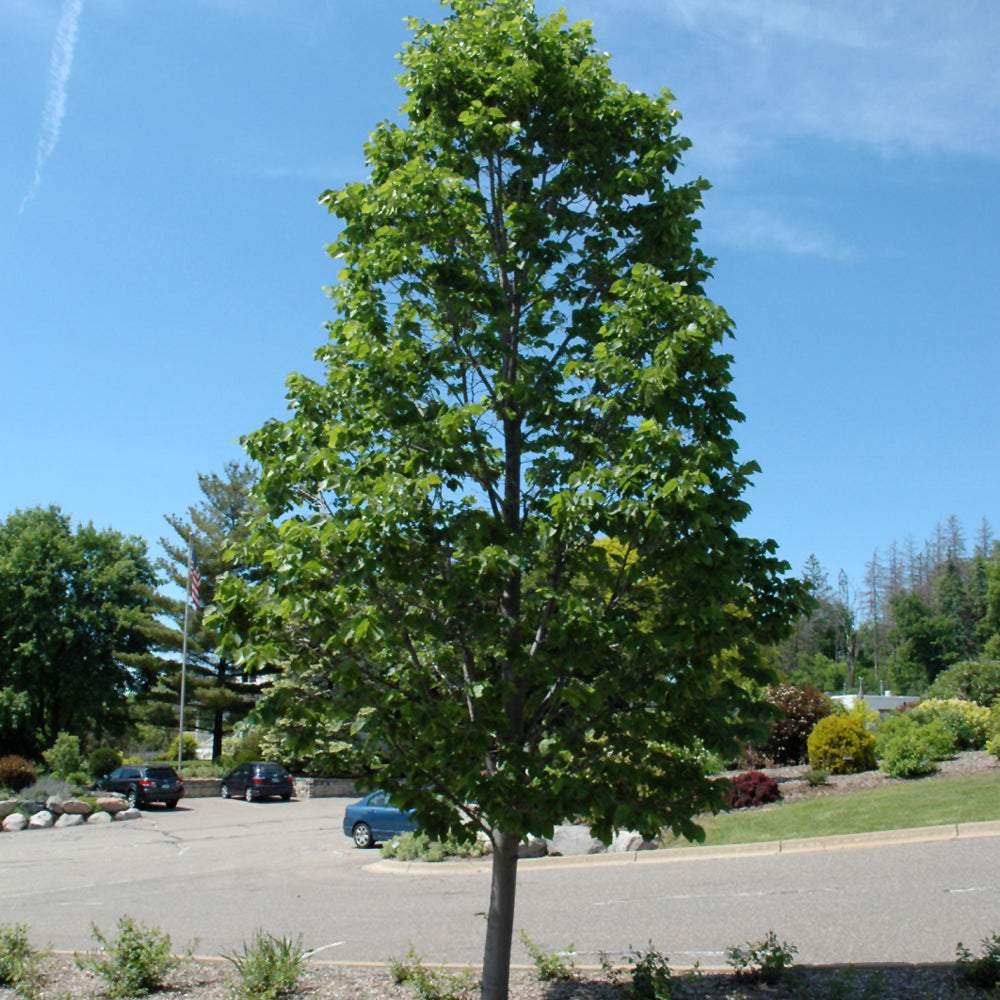 Boulevard Linden #25