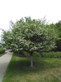 Russian Hawthorne #15