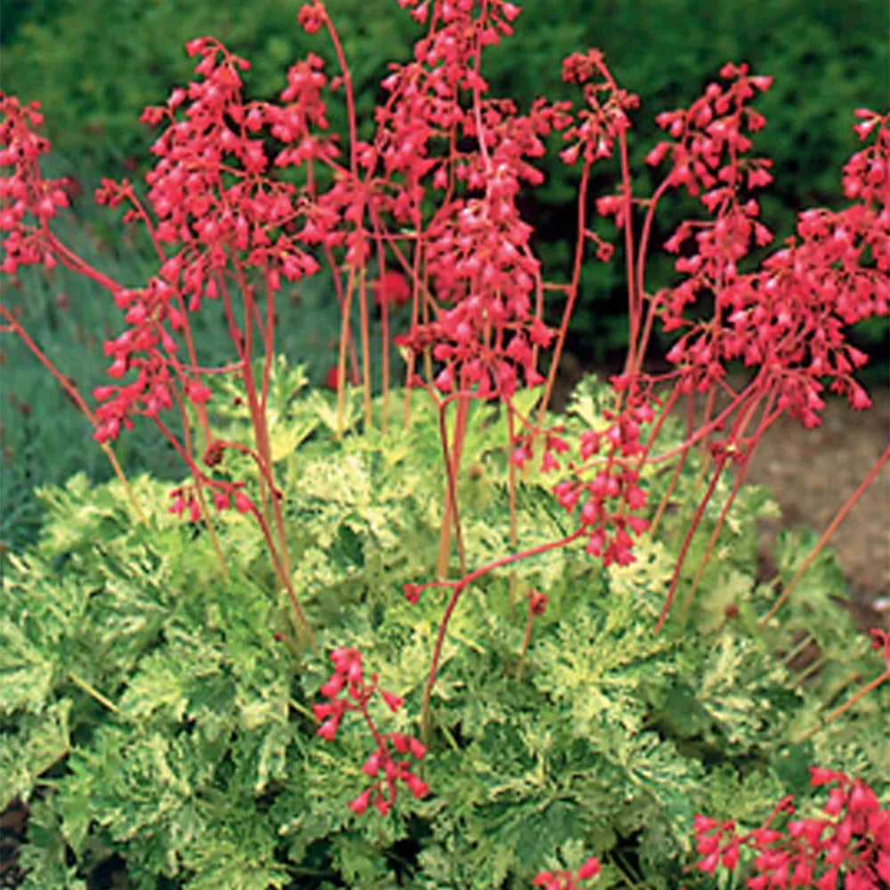 Coral Bells, Snow Angel #1