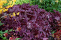Coral Bells, Forever Purple #1