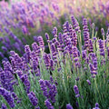 Lavender, Hidcote