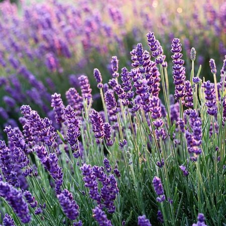 Lavender, Hidcote